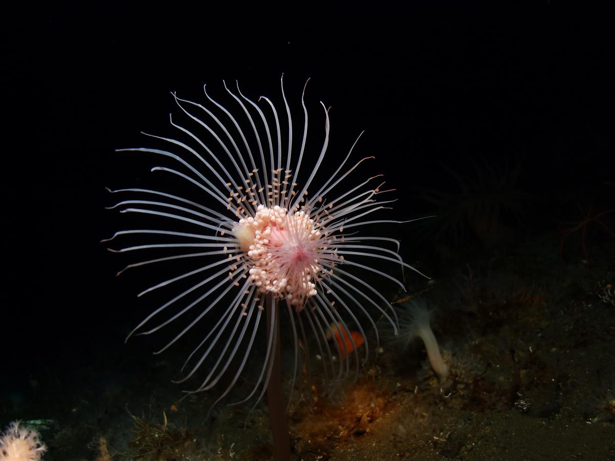 Cnidarians - Marine Biodiversity Portal of Bangladesh