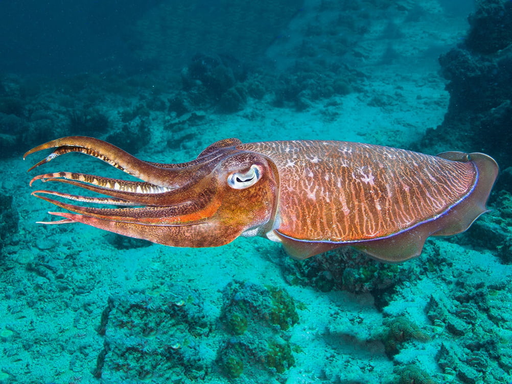 Cephalopods Marine Biodiversity Portal of Bangladesh