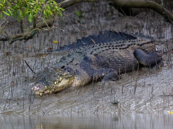 Reptiles - Marine Biodiversity Portal of Bangladesh