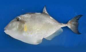 Starry Triggerfish, Starry File-fish - সাদা বেলি (Shada Belly), সাগর পটকা (Sagor Potka) - Abalistes stellatus - Type: Bonyfish
