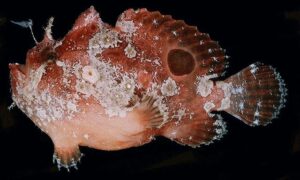 Spotfin Frogfish - Not Known - Abantennarius nummifer - Type: Bonyfish