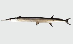 Flat needlefish - Chepta kakila (চ্যাপ্টা কাকিলা), Kaikka (কাইক্কা), Kakila (কাকিলা), Chepta thuitta mach (চ্যাপ্টা ঠুইট্টা মাছ) - Ablennes hians - Type: Bonyfish