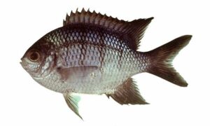 Whitley's sergeant - Nilambori shoinik mach (নীলাম্বরী সৈনিক মাছ) - Abudefduf whitleyi - Type: Bonyfish