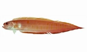 Yellowspotted Bandfish - Haludfota Fitamachh (হলুদফোঁটা ফিতামাছ) - Acanthocepola abbreviata - Type: Bonyfish