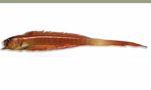 Deep Sea Snake Fish - Lal fita mach (লাল ফিতা মাছ) - Acanthocepola indica - Type: Bonyfish