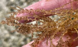 Bideng (Malay) - Not Known - Acanthophora spicifera - Type: Seaweeds