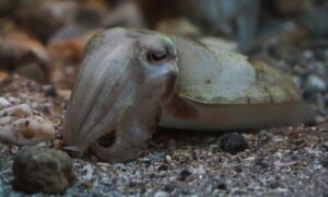 Golden cuttlefish - Nuna cheyai (নুনা চেয়াই) - Acanthosepion esculentum - Type: Cuttlefish