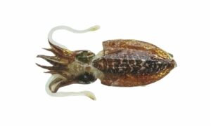 Needle cuttlefish - Nuna (নুনা), Firki (ফিরকি), Lagra (ল্যাগ্রা), Nunta cheyai (নুনতা চেয়াই) - Acanthosepion aculeatum - Type: Cuttlefish