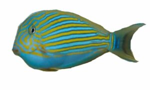 Lined surgeonfish - Sundori machh (সুন্দরী মাছ) - Acanthurus lineatus - Type: Bonyfish