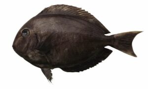 Elongate surgeonfish, surgeonfish - Sundori machh ( সুন্দরী মাছ), Lomba surgeonfish (লম্বা সার্জন মাছ) - Acanthurus mata - Type: Bonyfish
