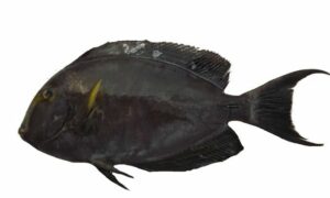 Yellowfin surgeonfish - Sundori machh (সুন্দরী মাছ) - Acanthurus xanthopterus - Type: Bonyfish