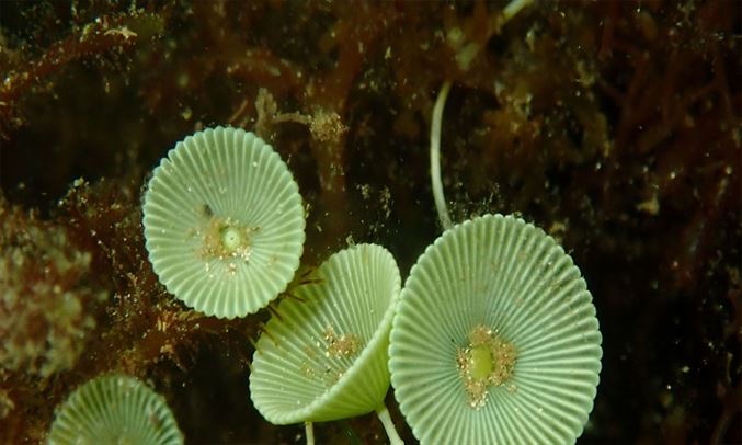 acetabularia habitat