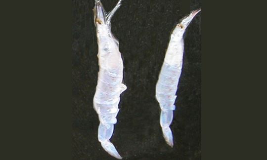 Not Known - Not Known - Acetes erythraeus - Type: Zooplankton