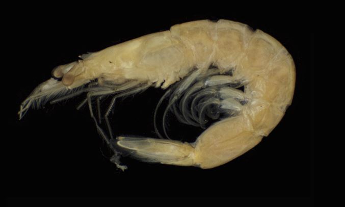 Not Known - Not Known - Acetes indicus - Type: Zooplankton