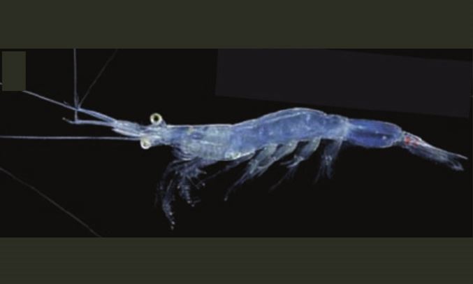 Not Known - Not Known - Acetes japonicus - Type: Zooplankton