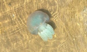 Blue jellyfish - Neel Jellyfish (নীল জেলিফিশ) - Acromitus flagellatus - Type: Jellyfish