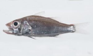 Glowbelly - Samudrik puti mach (সামুদ্রিক পুটি মাছ), Joba sundori mach (জবা সুন্দরী মাছ) - Acropoma japonicum - Type: Bonyfish