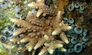 Stony coral, Digitate acropora, Staghorn acropora - Not Known. - Acropora austera - Type: Hardcorals