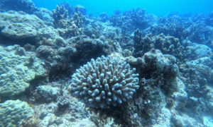 Stony coral - Not Known. - Acropora digitifera - Type: Hardcorals