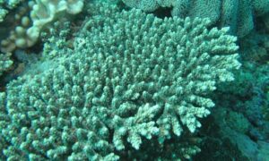 Stony coral, table coral - Not Known. - Acropora latistella - Type: Hardcorals