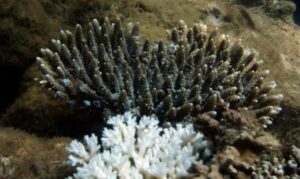 Branching staghorn coral, Small polyp stone coral - Not Known. - Acropora nasuta - Type: Hardcorals