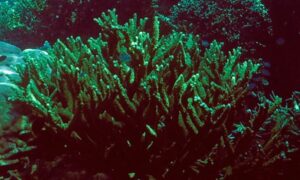 Stony hard coral, Bottle brush, Blue sarmentosa - Not Known. - Acropora rudis - Type: Hardcorals