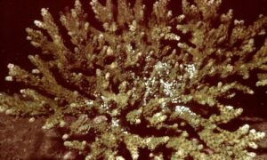 Bush coral, Stone coral, Bushy staghorn coral - Not Known. - Acropora valida - Type: Hardcorals