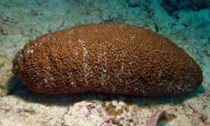 Deep-water Redfish - Not Known - Actinopyga echinites - Type: Sea_cucumber