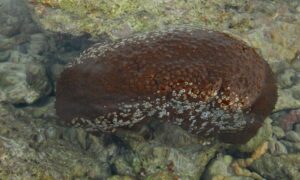 Surf Redfish - Not Known - Actinopyga mauritiana - Type: Sea_cucumber