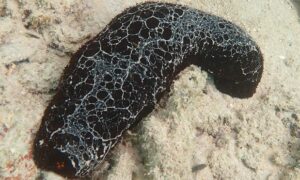 Blackfish - Not Known - Actinopyga miliaris - Type: Sea_cucumber
