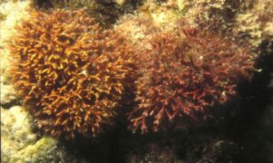 Actinotrichia - Not Known - Actinotrichia fragilis - Type: Seaweeds