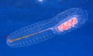 Not Known - Not Known - Agalma okenii - Type: Marine_hydroids