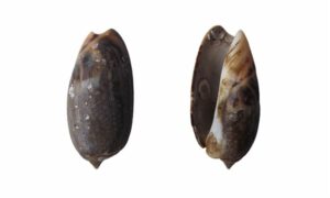 Swollen olive. Gibbous/fat olive - Bukchira (বুকচিরা), Kola shamuk (কলা শামুক) - Agaronia gibbosa - Type: Sea_snails