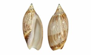 Travassos ancila - Bukchira (বুকচিরা) - Agaronia travassosi - Type: Sea_snails