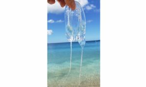 Jellyfish - Jellyfish (জেলিফিশ) - Alatina alata - Type: Jellyfish