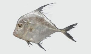 Indian Threadfish, Indian Thread Finned Trevally, Thread Fin Scades, Diamond Trevally - Pekhom mouri (পেখম মৌরি) - Scyris indica - Type: Bonyfish