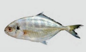 Blackfin Scad - Dora mouri (ডোরা মৌরি) - Alepes melanoptera - Type: Bonyfish