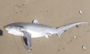 Thresher shark - Lez hangor(লেজ হাঙ্গর) - Alopias vulpinus - Type: Shark