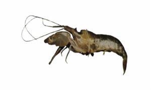 Nymph snapping shrimp, Green snapping shrimp, Flathead snapping shrimp - Pinna icha (পিন্না ইচা) - Alpheus euphrosyne - Type: Shrimp