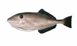 Unicorn leatherjacket filefish - Jacket Mach (জ্যাকেট মাছ), Potka (পটকা) - Aluterus monoceros - Type: Bonyfish