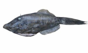 Scribbled leatherjacket filefish - Potka (পটকা), File machh ( ফাইল মাছ) - Aluterus scriptus - Type: Bonyfish