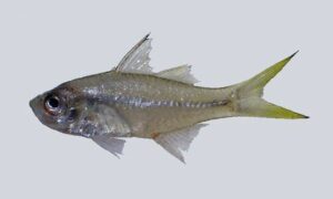 Malabar glassy perchlet - Not known - Ambassis dussumieri - Type: Bonyfish