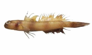 Downing's shrimpgoby - Not known - Amblyeleotris downingi - Type: Bonyfish