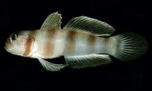 Steinitz' prawn-goby - Chingri baila (চিংড়ি বাইলা) - Amblyeleotris steinitzi - Type: Bonyfish