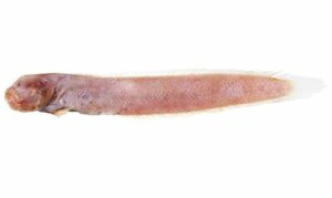 Armour eelgoby - Lal chewya (লাল চেউয়া) - Amblyotrypauchen arctocephalus - Type: Bonyfish