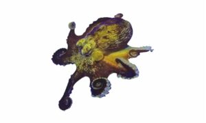 Sandbird octopus - Octopus (অক্টোপাস) - Amphioctopus aegina - Type: Octopus