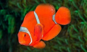 Spinecheek anemonefish,maroon clownfish - Lal clown mach (লাল ক্লাউন মাছ) - Amphiprion biaculeatus - Type: Bonyfish