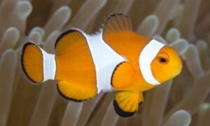 Orange Clownfish, Percula Clownfish - Parri Mach (পরী মাছ) - Amphiprion percula - Type: Bonyfish