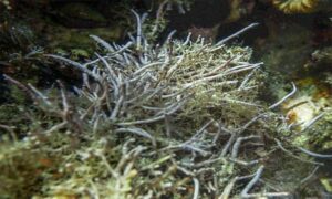 Twig algae - Not Known - Amphiroa rigida - Type: Seaweeds