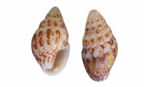 - - Anachis miser - Type: Sea_snails